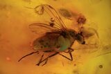 Fossil Cicada (Auchenorrhyncha) Larva & Flies (Diptera) In Amber #96205-3
